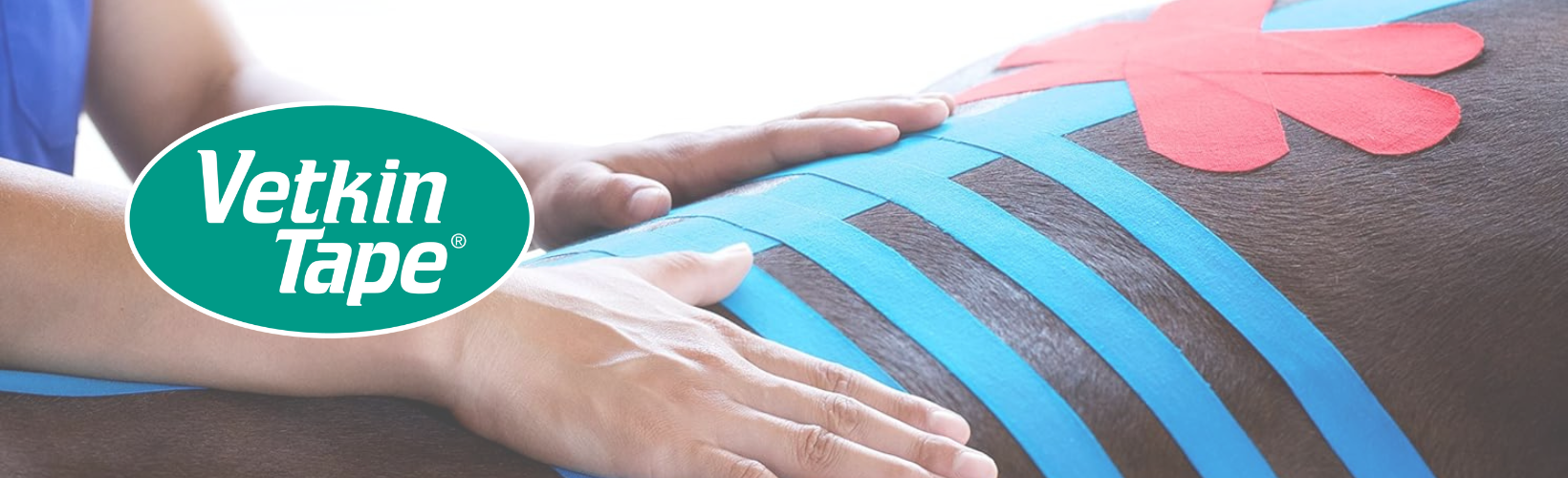 Logo Vetkin und ein Pferderücken mit Kinesiotape