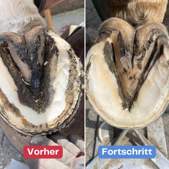 Strahlfoili und Hufoili - die Pflegekombination im Set