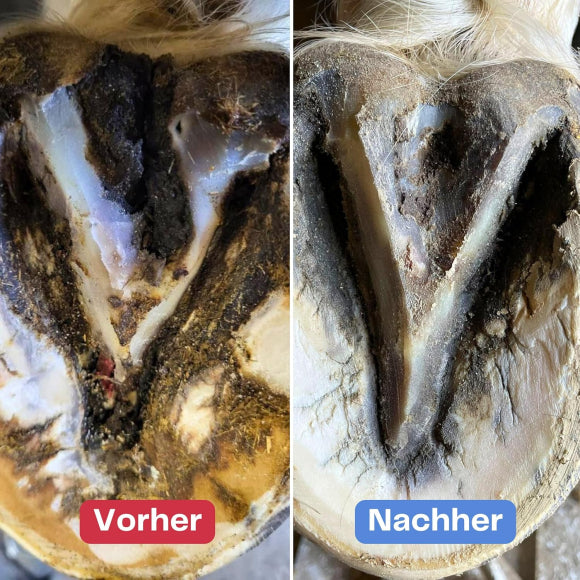 Strahlfoili gegen Strahlfäule, Hufrisse und für die Pflege der Hufsohle, 500g